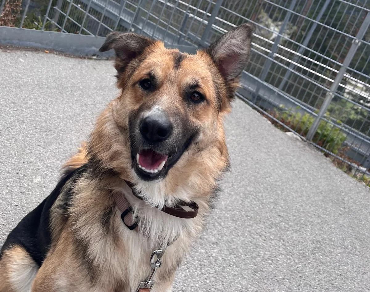 Kral, weiß male young Mixed Breed for adoption at Ein Herz für Streuner e.V., München