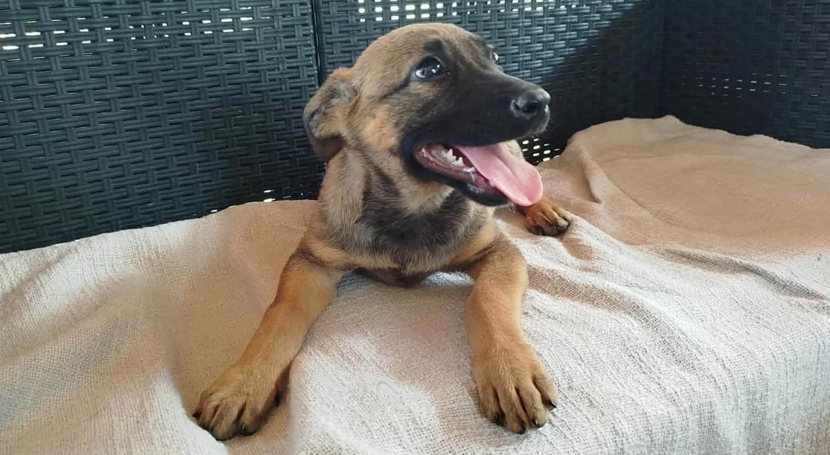 Krambambuli, rotbraun female puppy Mixed Breed for adoption at Ein Herz für Streuner e.V., München