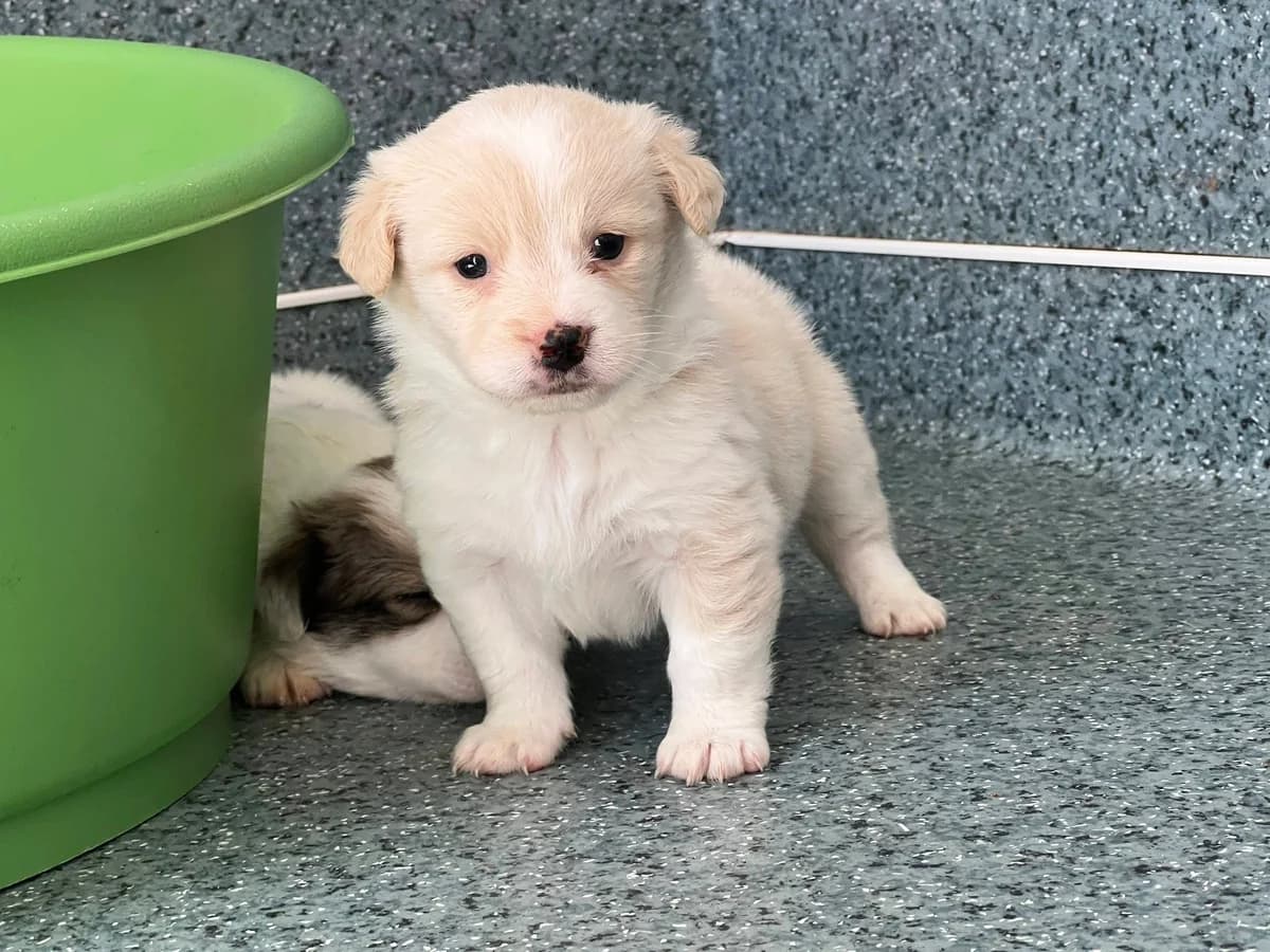 Krista, female puppy Mixed Breed for adoption at Ein Herz für Streuner e.V., München