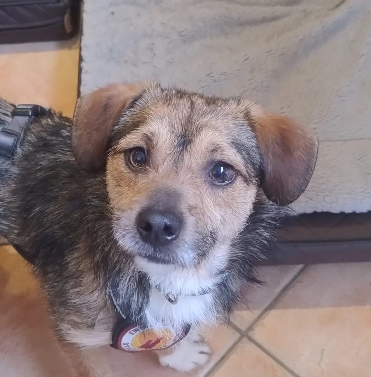 KrÜMel, weiß male young Mixed Breed for adoption at Ein Herz für Streuner e.V., München