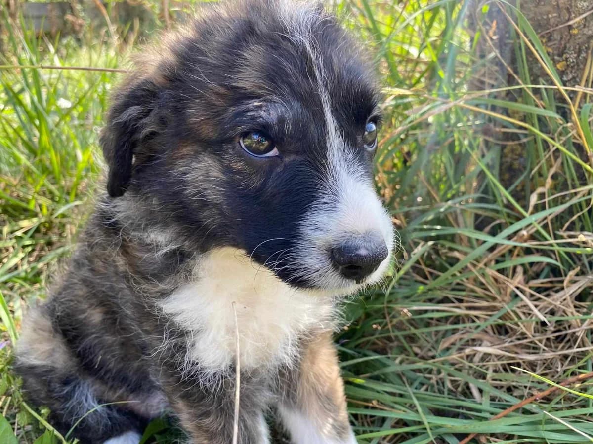 KrÜMel, gefleckt male puppy Mixed Breed for adoption at Ein Herz für Streuner e.V., München