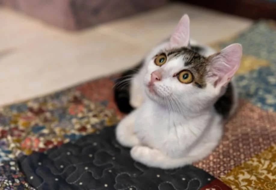 KrÜMel, Mixed Breed for adoption at Ein Herz für Streuner e.V., München