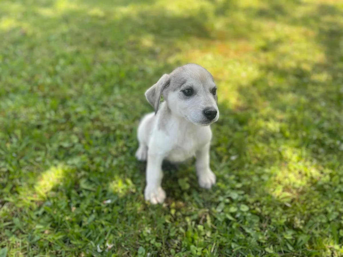 KrÜMel, weiß male puppy Mixed Breed for adoption at Ein Herz für Streuner e.V., München