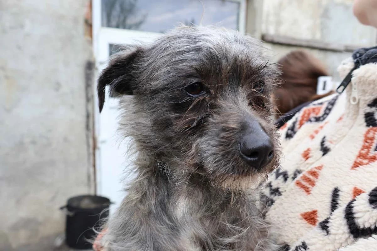 KrÜMel, grau 4yo Mixed Breed for adoption at Ein Herz für Streuner e.V., München