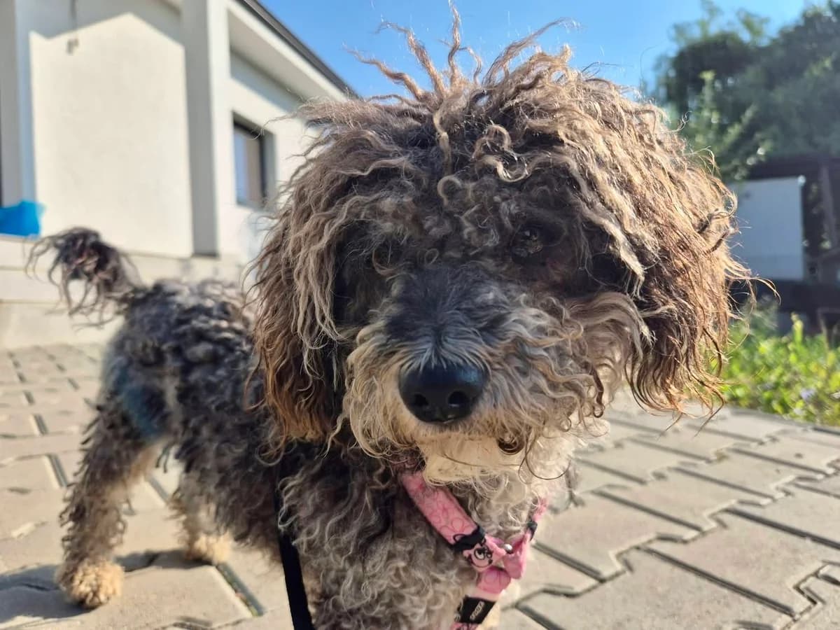 KrÜMel, male 5yo Mixed Breed for adoption at Ein Herz für Streuner e.V., München