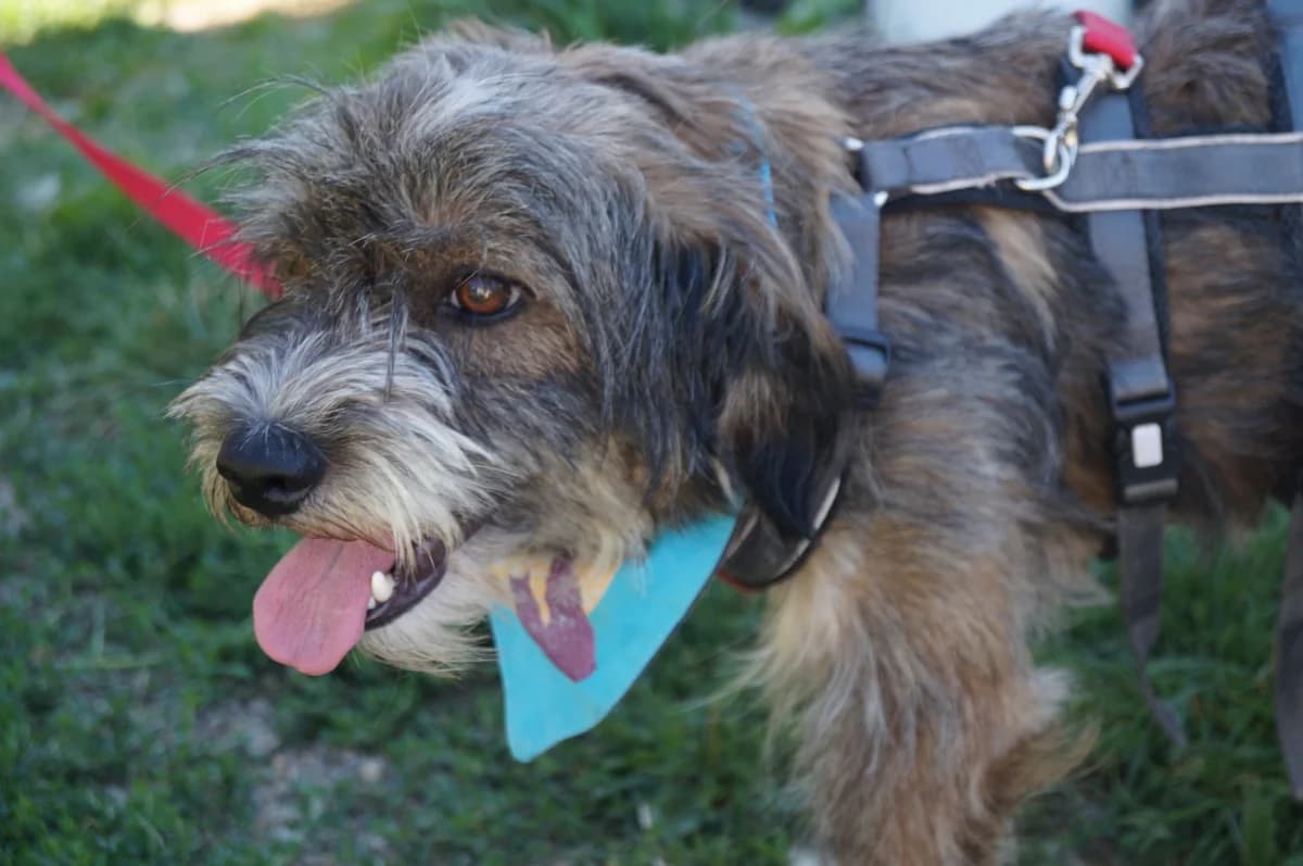 Kuddel, male young Mixed Breed for adoption at Ein Herz für Streuner e.V., München