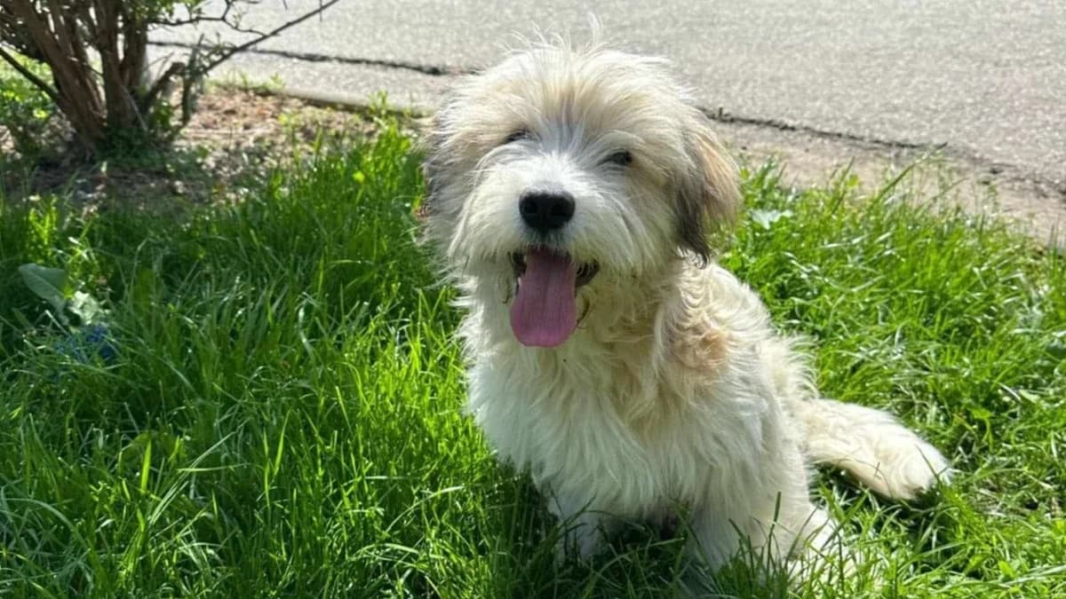 Kuddel, male young Mixed Breed for adoption at Ein Herz für Streuner e.V., München