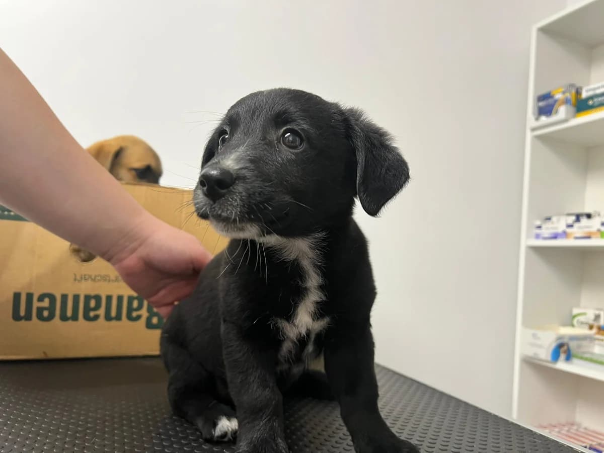 KÜMmel, weiß male puppy Mixed Breed for adoption at Ein Herz für Streuner e.V., München