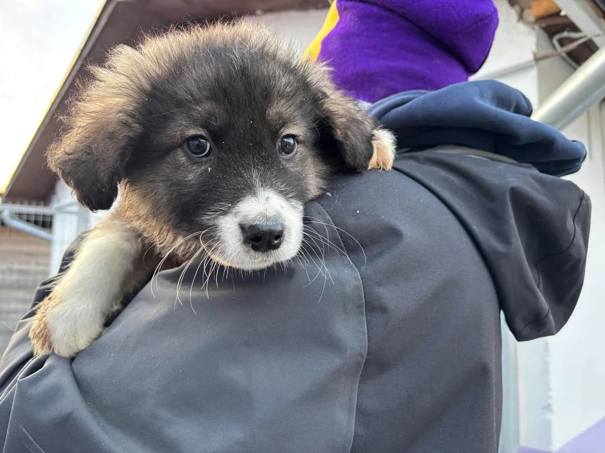 KÜRbis, male puppy Mixed Breed for adoption at Ein Herz für Streuner e.V., München