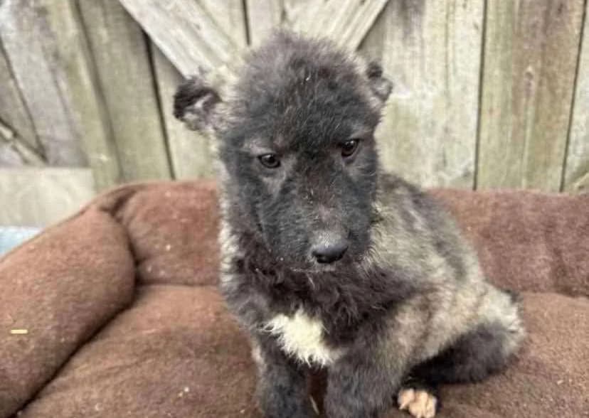 Kuhno, puppy Mixed Breed for adoption at Ein Herz für Streuner e.V., München