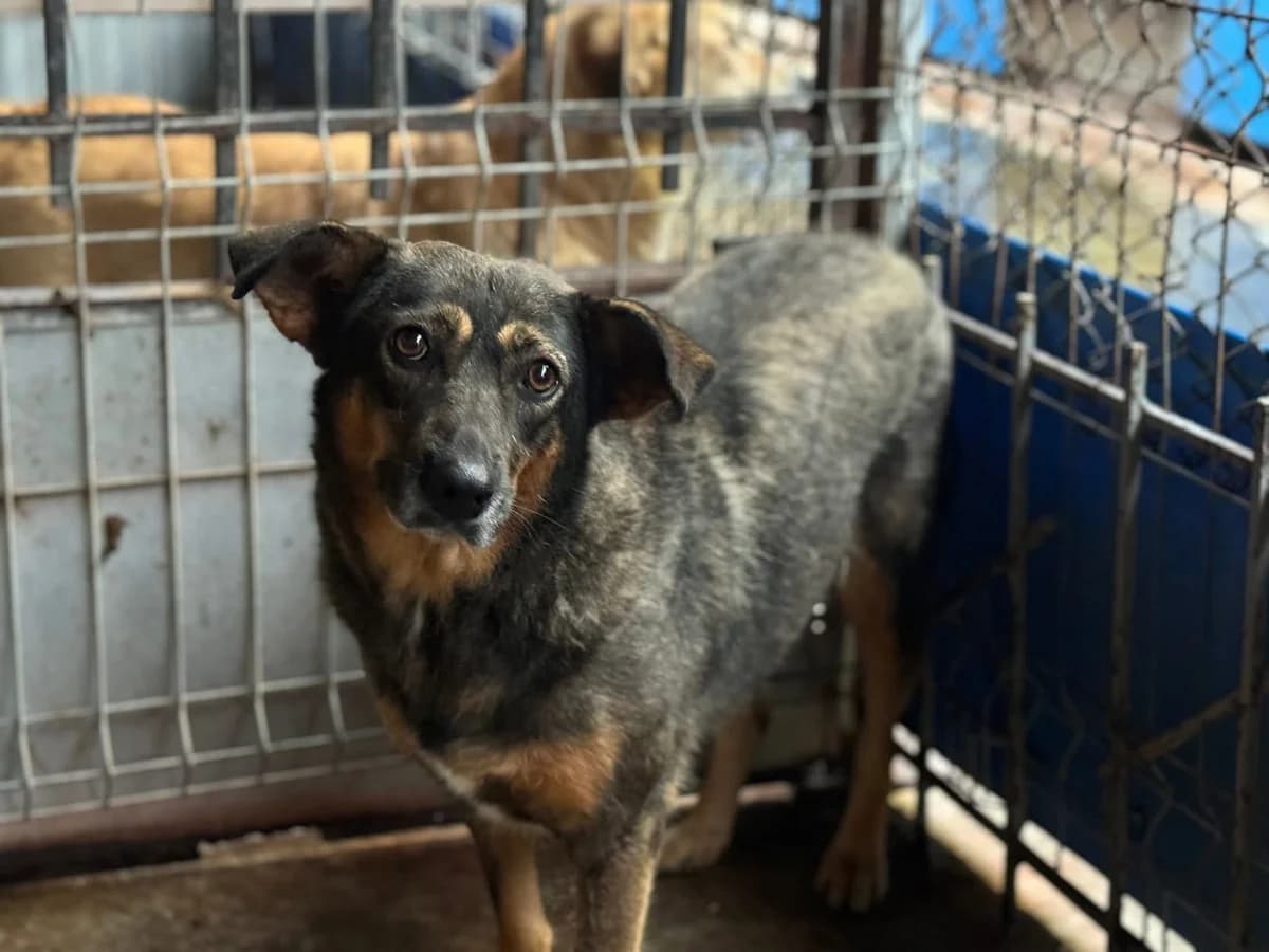 Kuki, braun female 5yo Mixed Breed for adoption at Ein Herz für Streuner e.V., München