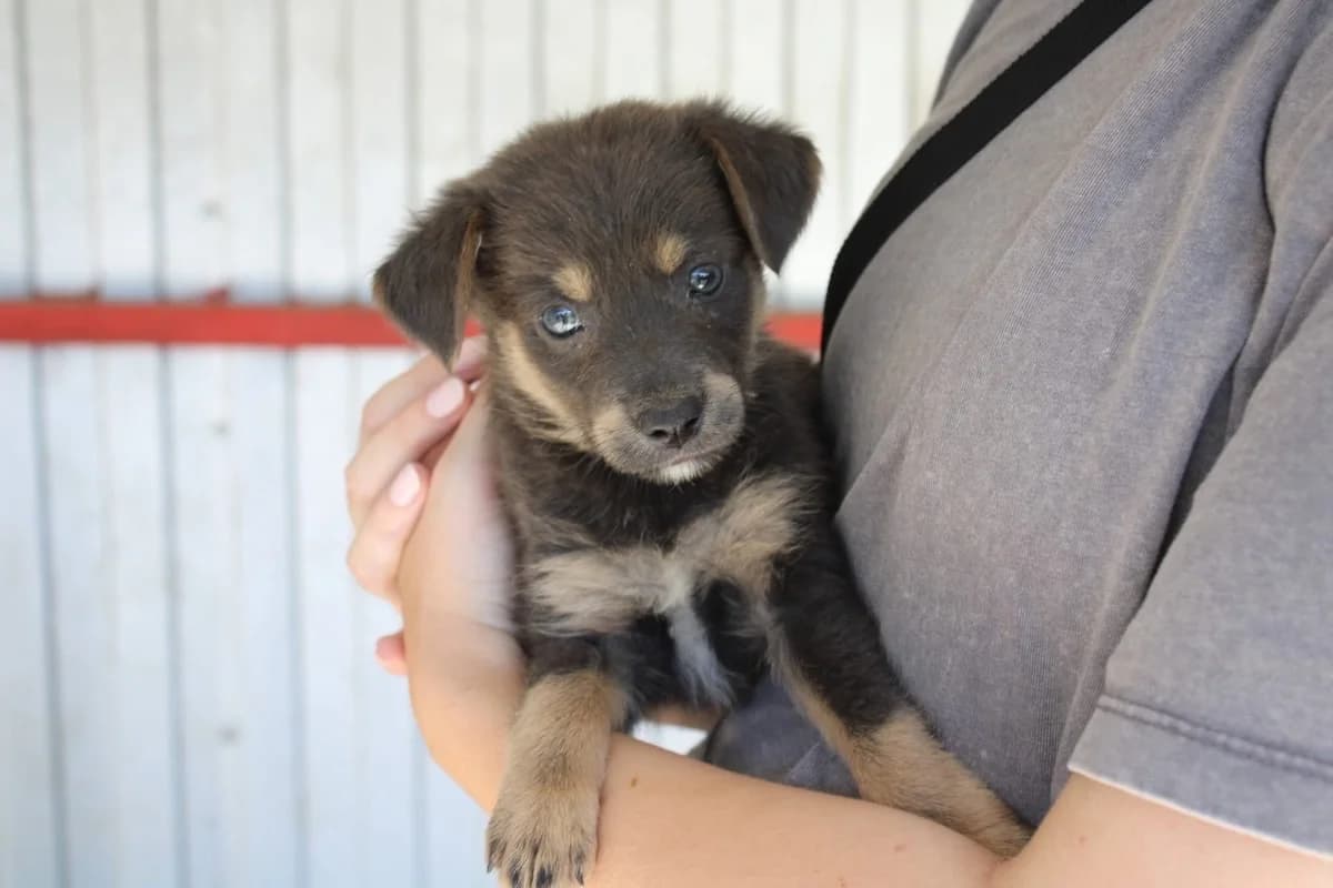 Kukki, female puppy Mixed Breed for adoption at Ein Herz für Streuner e.V., München
