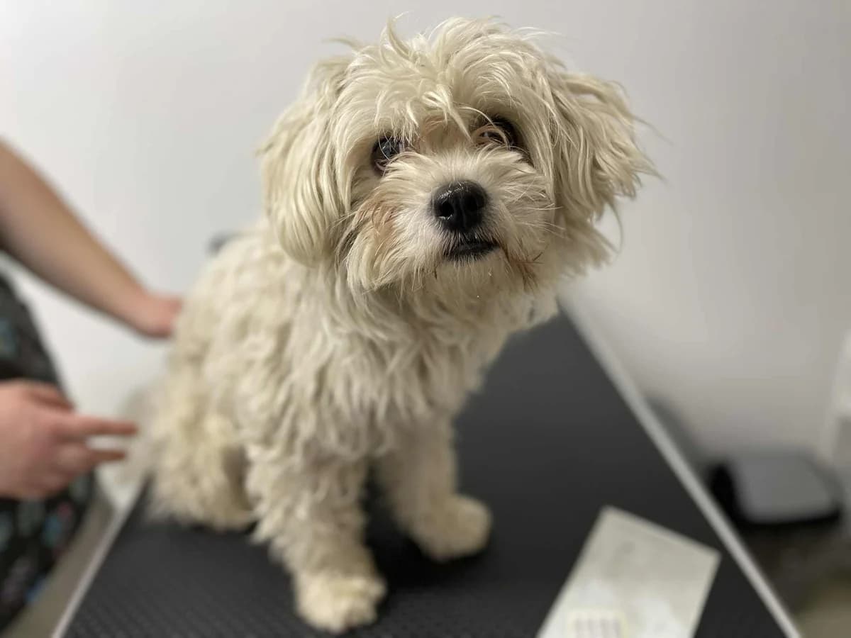 Kuno, male 5yo Mixed Breed for adoption at Ein Herz für Streuner e.V., München