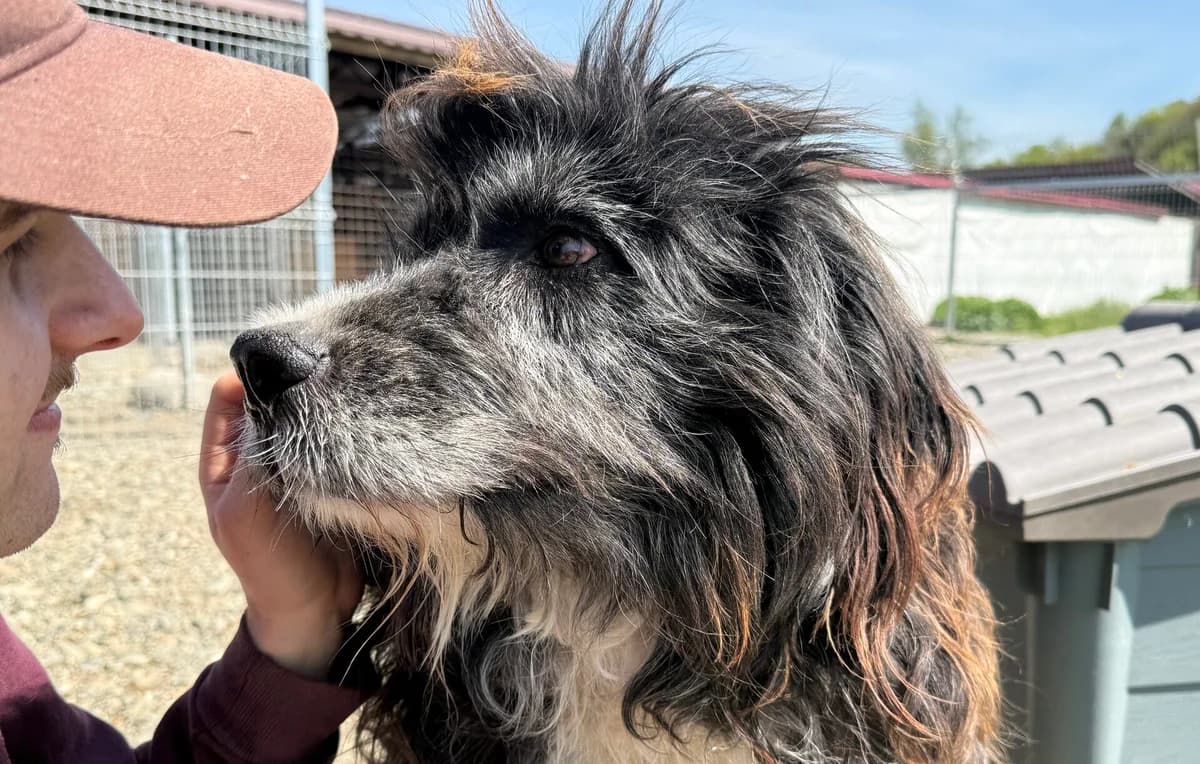 Kuno, braun male 5yo Mixed Breed for adoption at Ein Herz für Streuner e.V., München