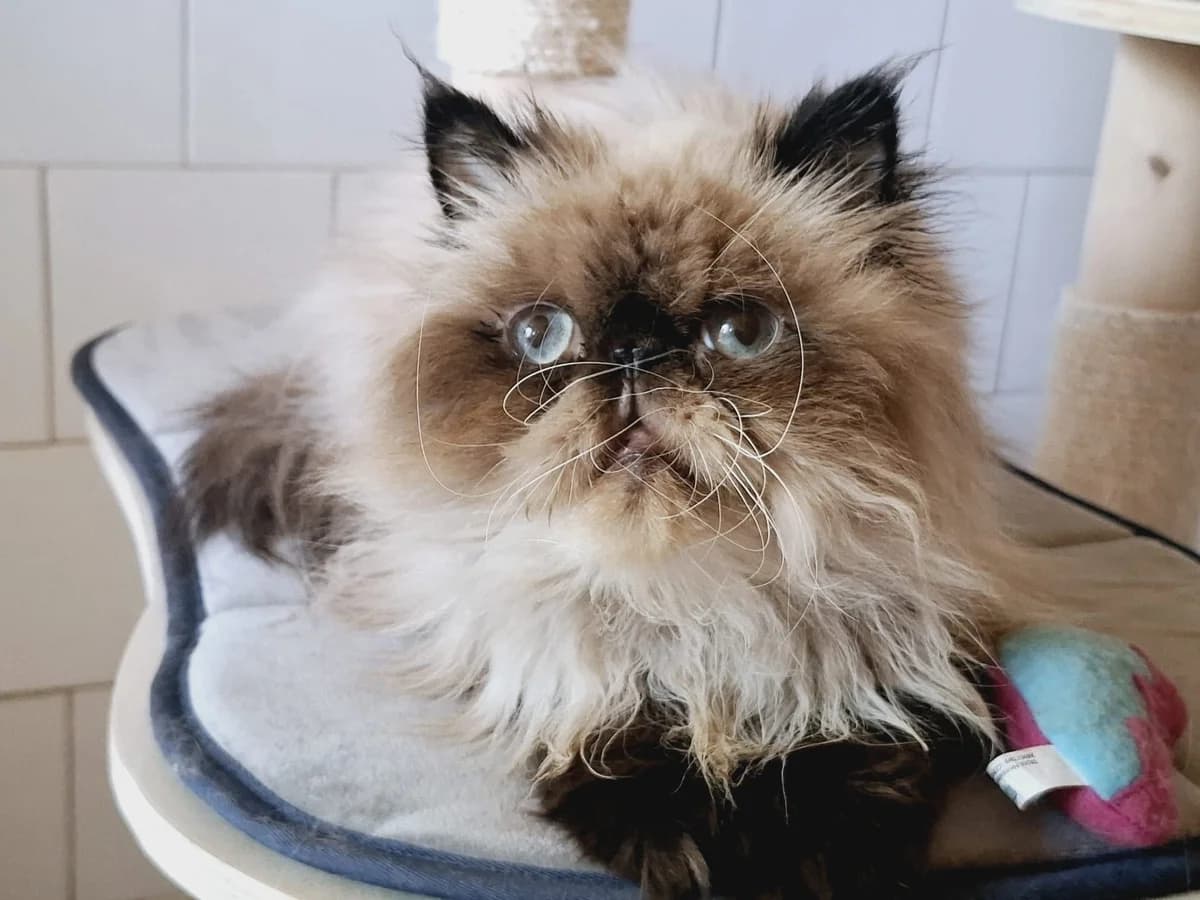 Kurkuma, male 5yo Mixed Breed for adoption at Ein Herz für Streuner e.V., München