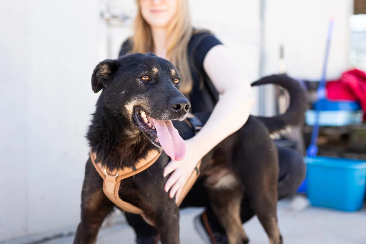 Kuro, male 4yo Mixed Breed for adoption at Ein Herz für Streuner e.V., München