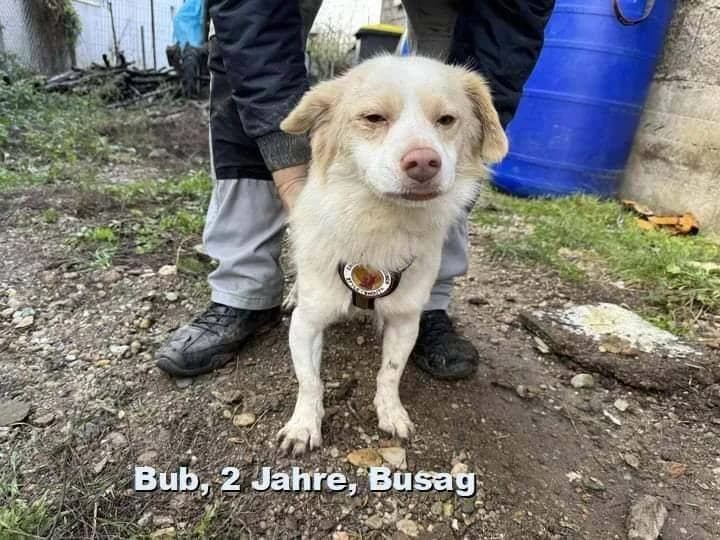 Kurti, young Mixed Breed for adoption at Ein Herz für Streuner e.V., München
