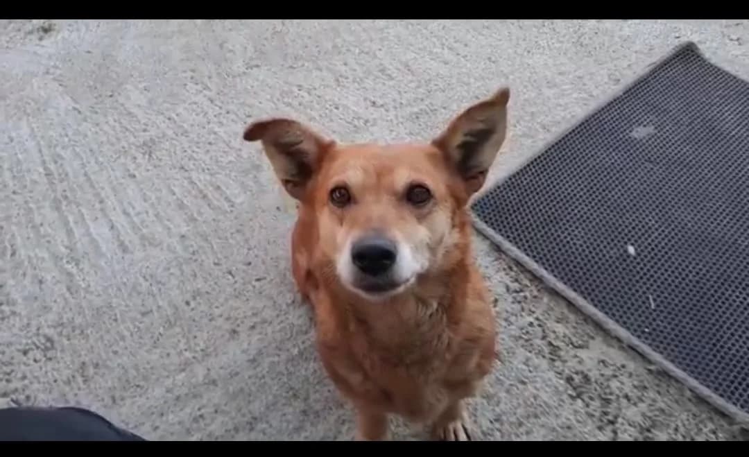 Kuschel, female senior Mixed Breed for adoption at Ein Herz für Streuner e.V., München