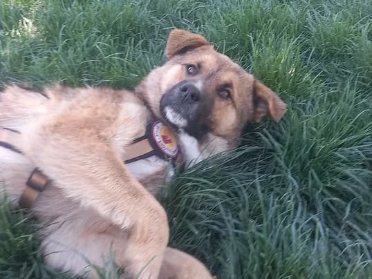 Kyo, male 5yo Mixed Breed for adoption at Ein Herz für Streuner e.V., München