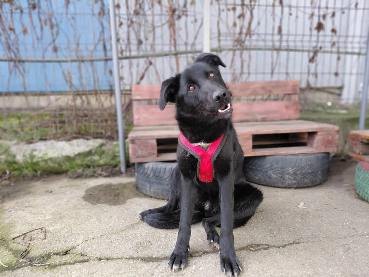 Kyoko, female young Mixed Breed for adoption at Ein Herz für Streuner e.V., München