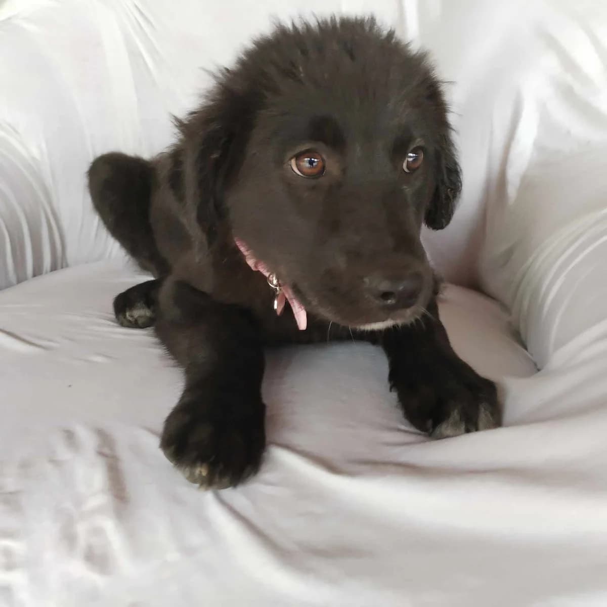 Kyra, weiß female puppy Mixed Breed for adoption at Ein Herz für Streuner e.V., München