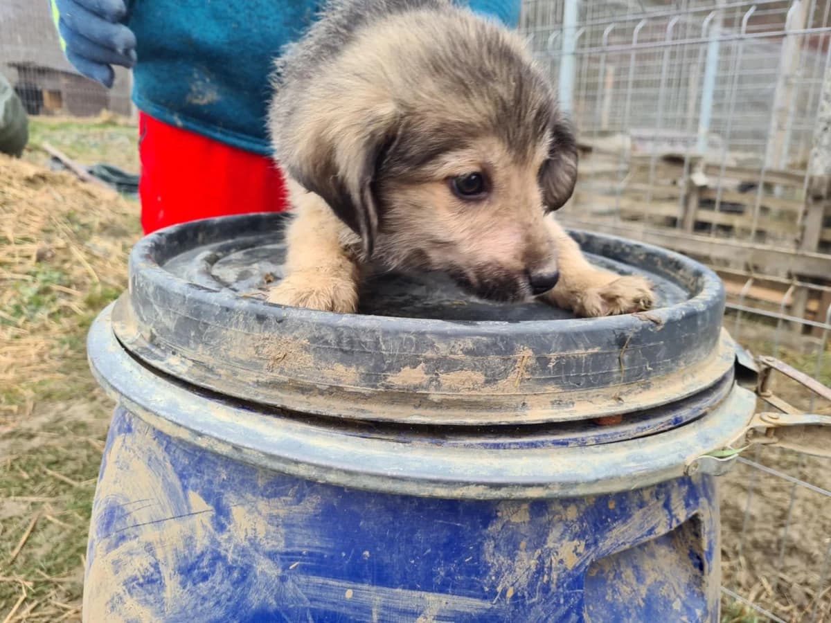Kyra, female puppy Mixed Breed for adoption at Ein Herz für Streuner e.V., München