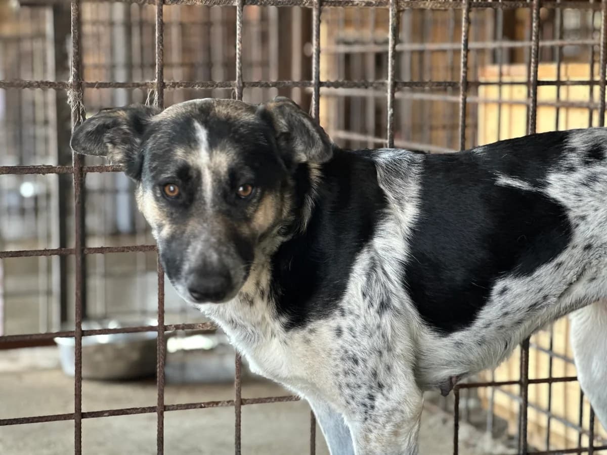 Kyra, female 5yo Mixed Breed for adoption at Ein Herz für Streuner e.V., München