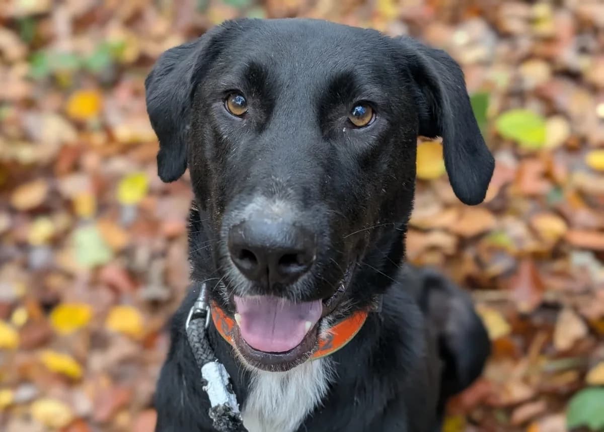 Laba, female 5yo Mixed Breed for adoption at Ein Herz für Streuner e.V., München