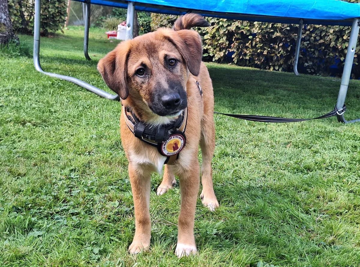 Labowie, male puppy Mixed Breed for adoption at Ein Herz für Streuner e.V., München