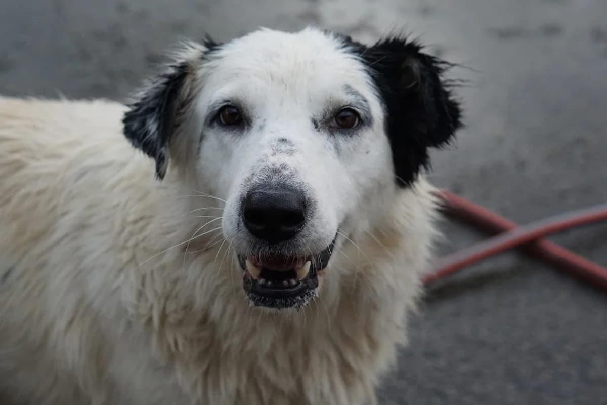 Lada, schwarz female 5yo Mixed Breed for adoption at Ein Herz für Streuner e.V., München