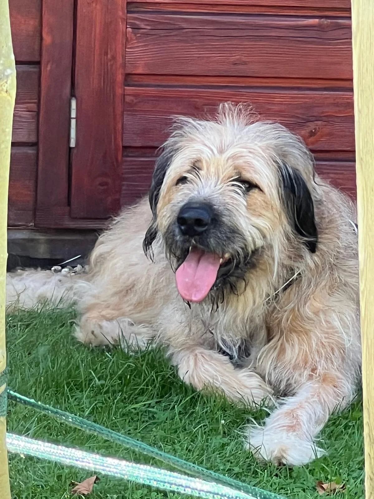 Lady, female 3yo Mixed Breed for adoption at Ein Herz für Streuner e.V., München