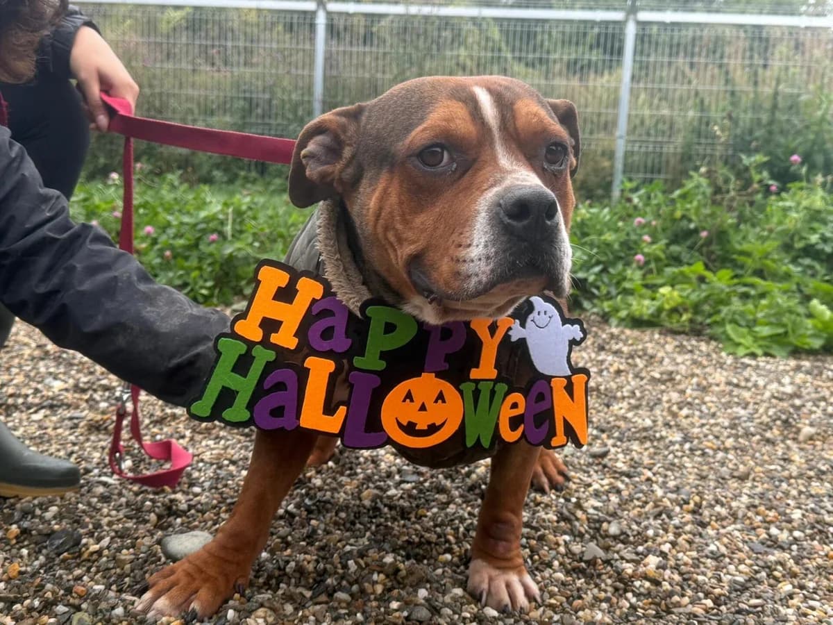 Lady, female 5yo Mixed Breed for adoption at Ein Herz für Streuner e.V., München
