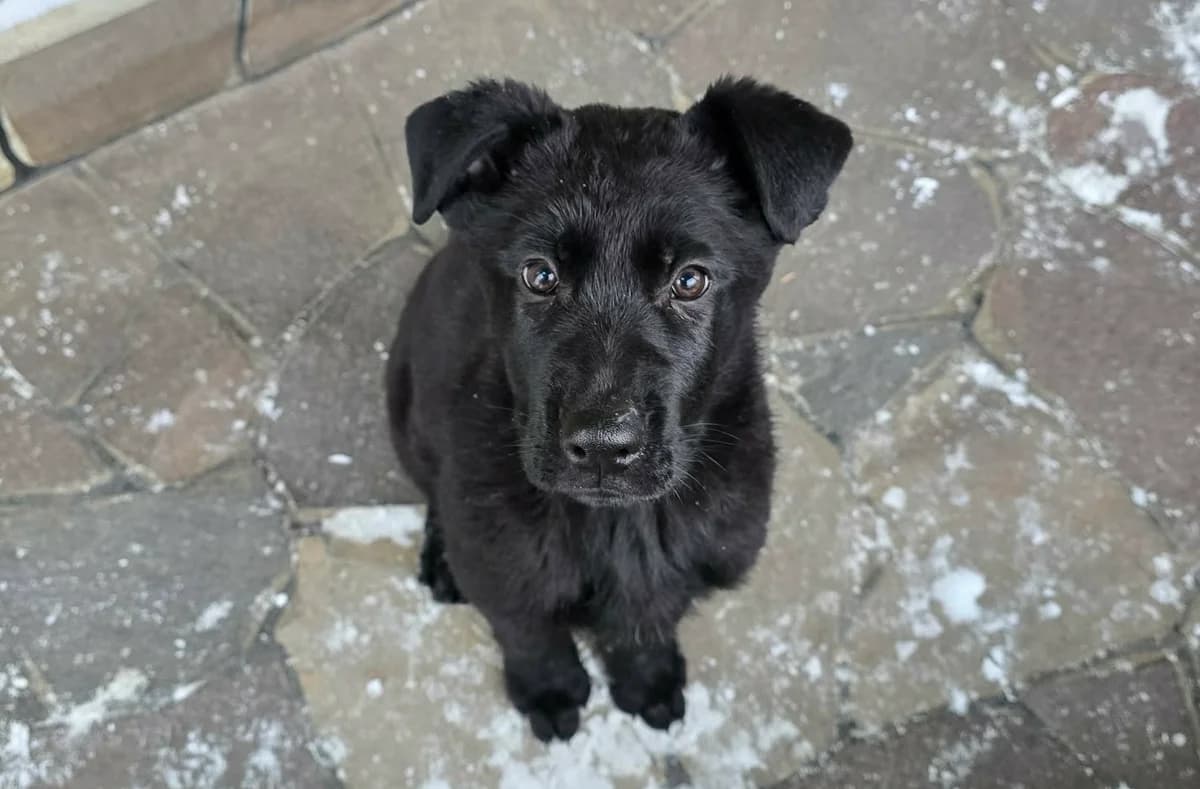Lady, female puppy Mixed Breed for adoption at Ein Herz für Streuner e.V., München