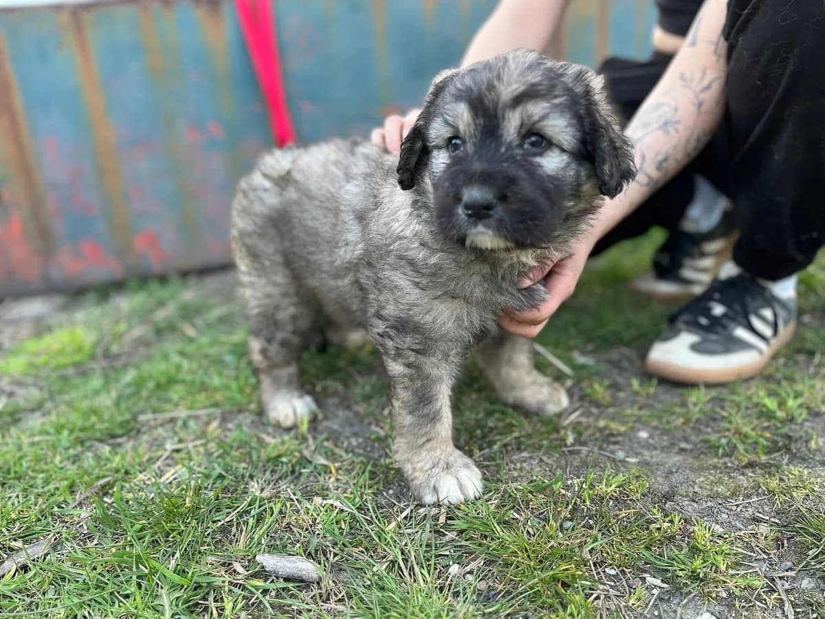 Lady, grau female puppy Mixed Breed for adoption at Ein Herz für Streuner e.V., München
