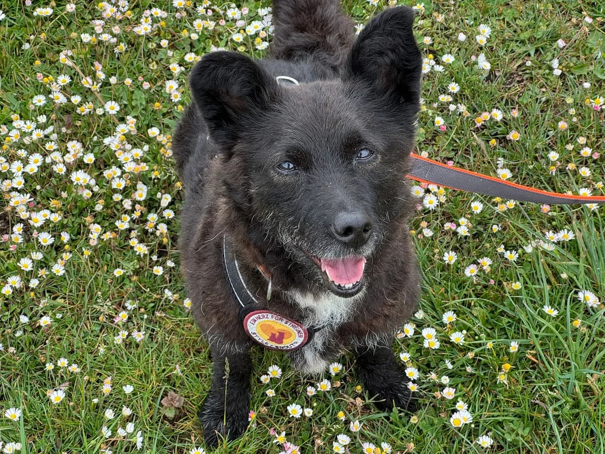 Lady Liberty, female senior Mixed Breed for adoption at Ein Herz für Streuner e.V., München