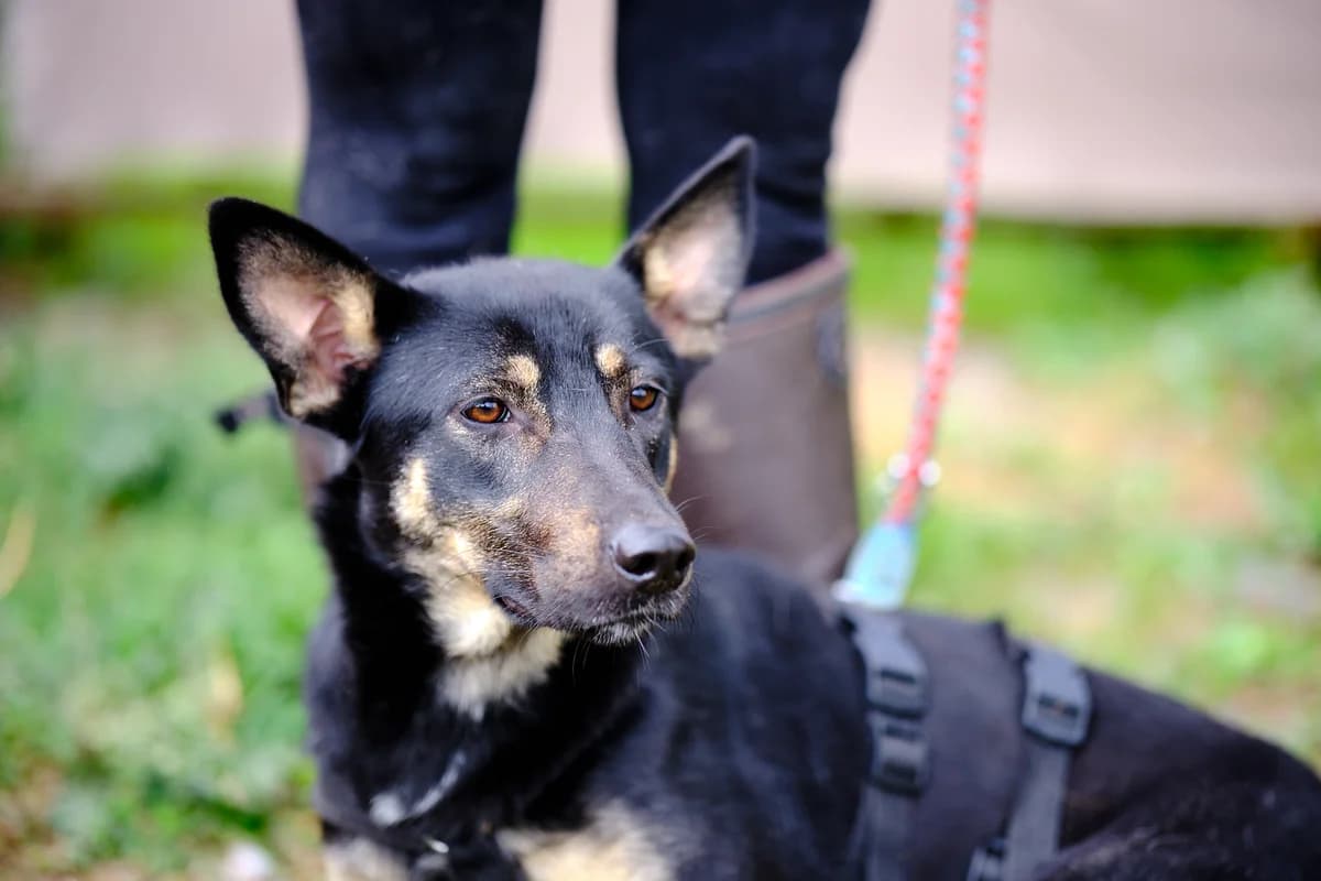 Lady Rose, female young Mixed Breed for adoption at Ein Herz für Streuner e.V., München