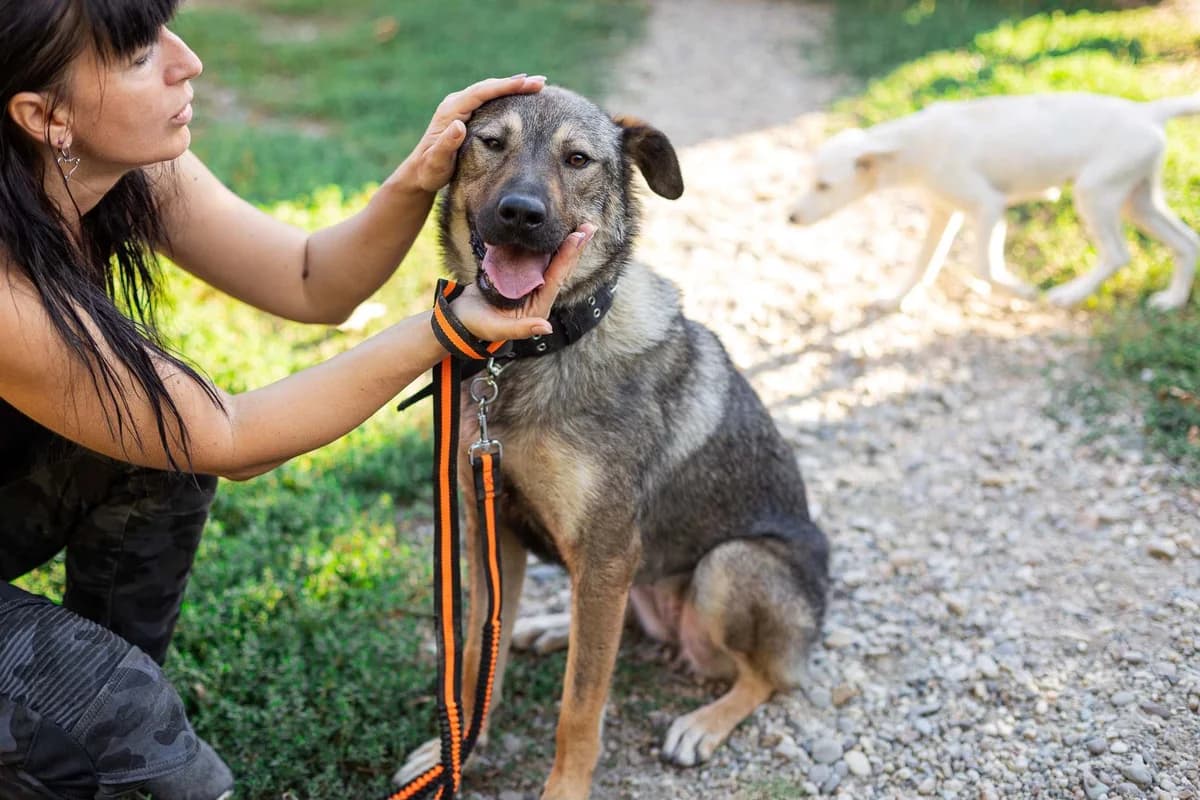 Lady Silver, grau female young Mixed Breed for adoption at Ein Herz für Streuner e.V., München