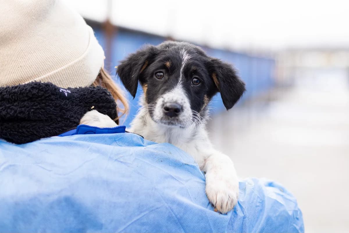 Ladybug, weiß female puppy Mixed Breed for adoption at Ein Herz für Streuner e.V., München