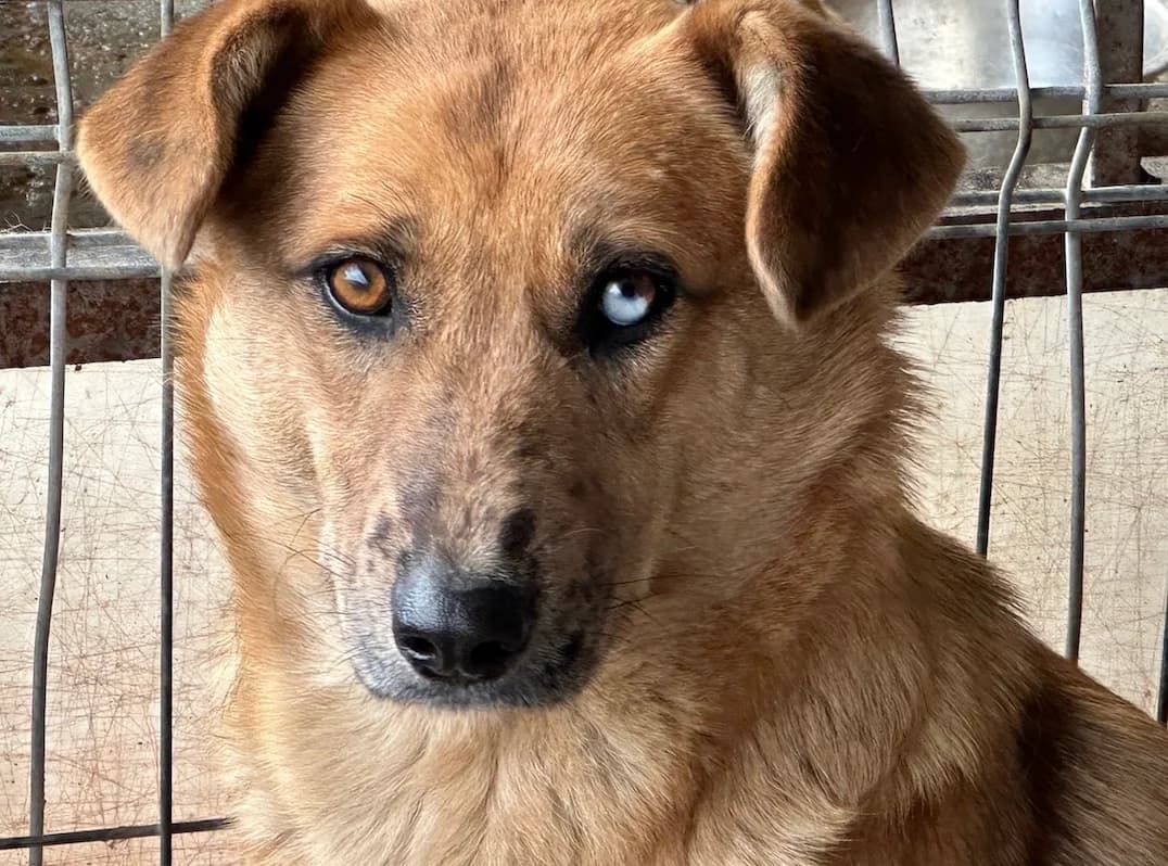 Laguna, braun female 5yo Mixed Breed for adoption at Ein Herz für Streuner e.V., München