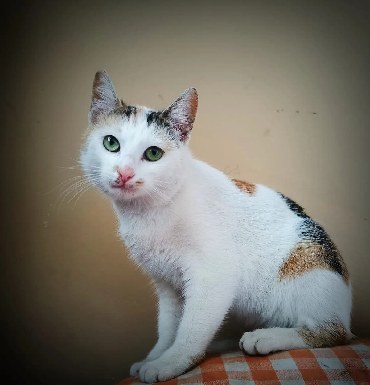 Laguna, female young Mixed Breed for adoption at Ein Herz für Streuner e.V., München