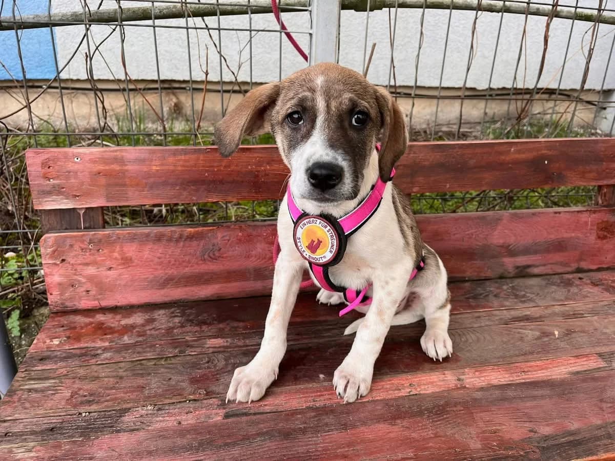 Laica, braun female puppy Mixed Breed for adoption at Ein Herz für Streuner e.V., München