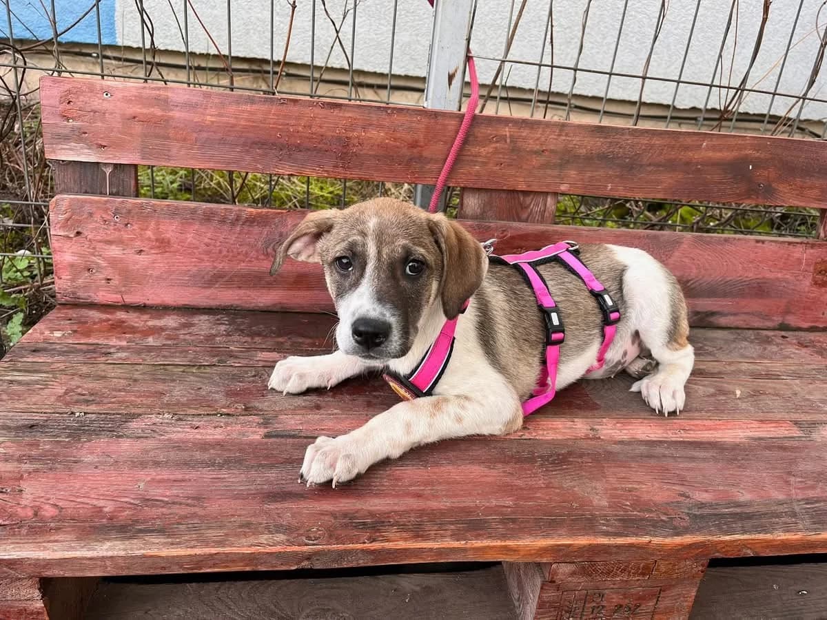Laica, braun female puppy Mixed Breed for adoption at Ein Herz für Streuner e.V., München
