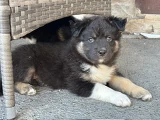 Laika, tricolor female young Mixed Breed for adoption at Ein Herz für Streuner e.V., München