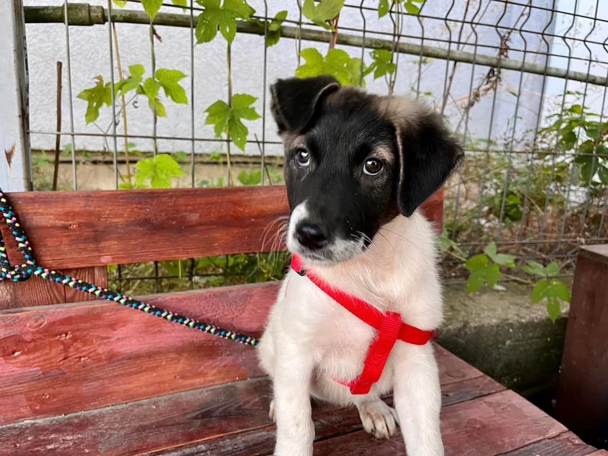 Laika, weiß female puppy Mixed Breed for adoption at Ein Herz für Streuner e.V., München