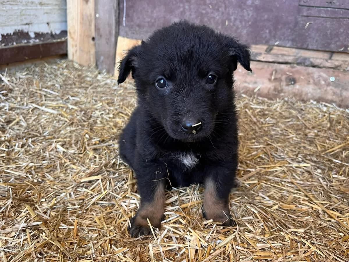 Laika, female puppy Mixed Breed for adoption at Ein Herz für Streuner e.V., München