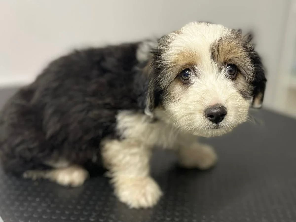 Laila, female puppy Mixed Breed for adoption at Ein Herz für Streuner e.V., München