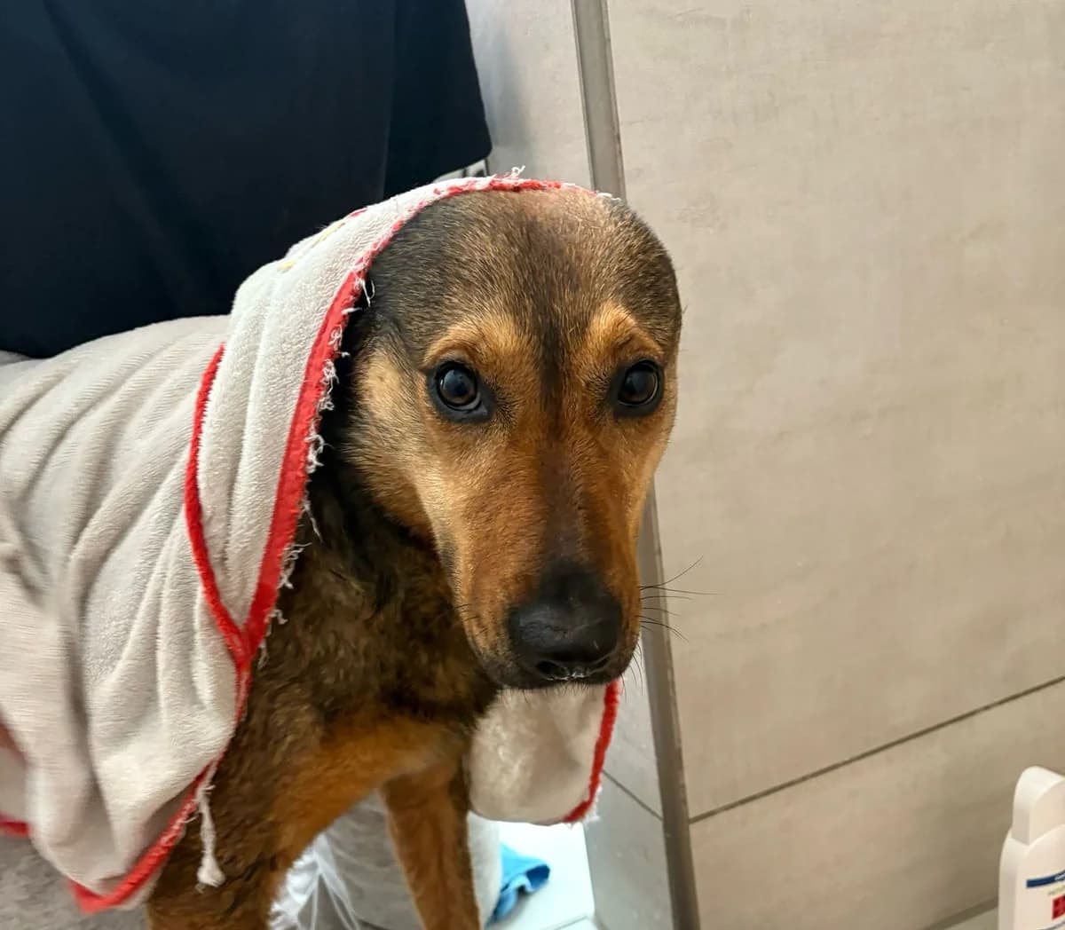 Laila, female 3yo Mixed Breed for adoption at Ein Herz für Streuner e.V., München