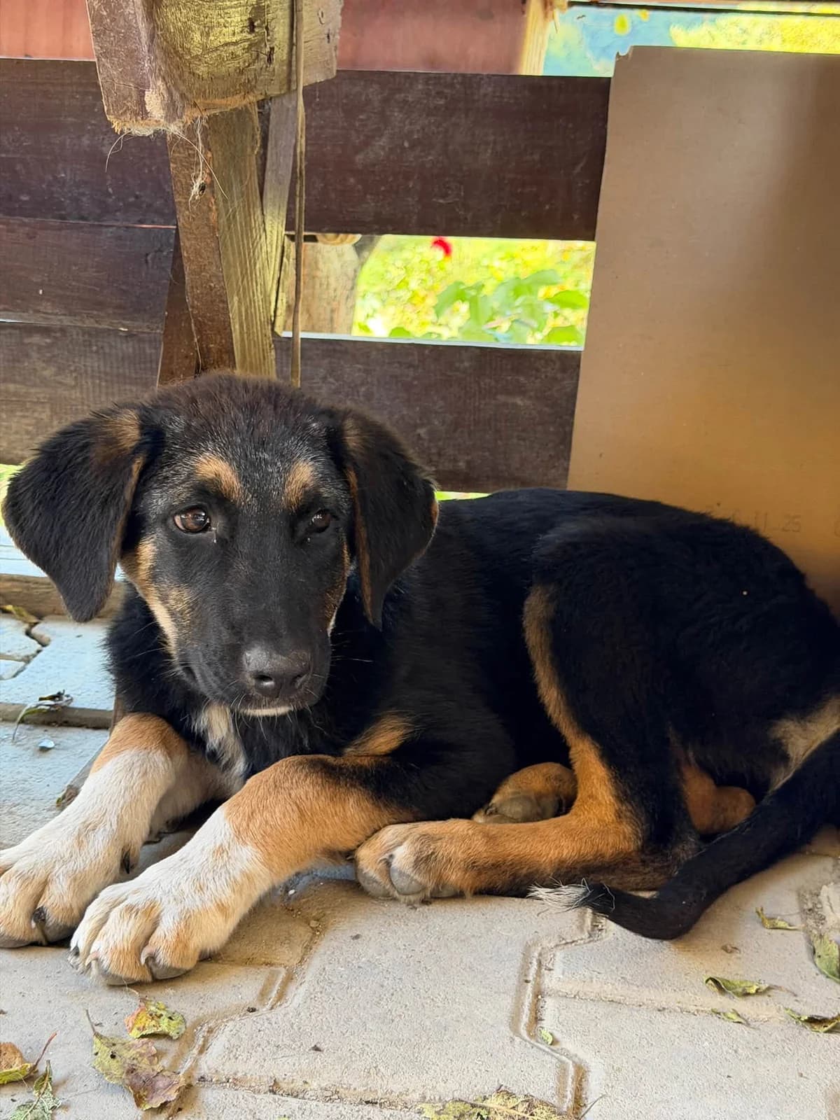 Laila, female puppy Mixed Breed for adoption at Ein Herz für Streuner e.V., München
