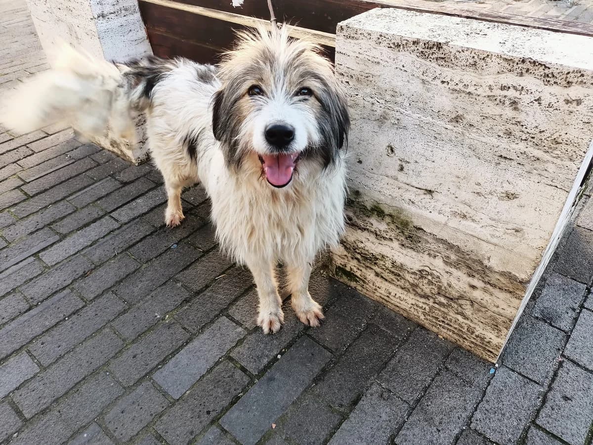 Laima, female 3yo Mixed Breed for adoption at Ein Herz für Streuner e.V., München