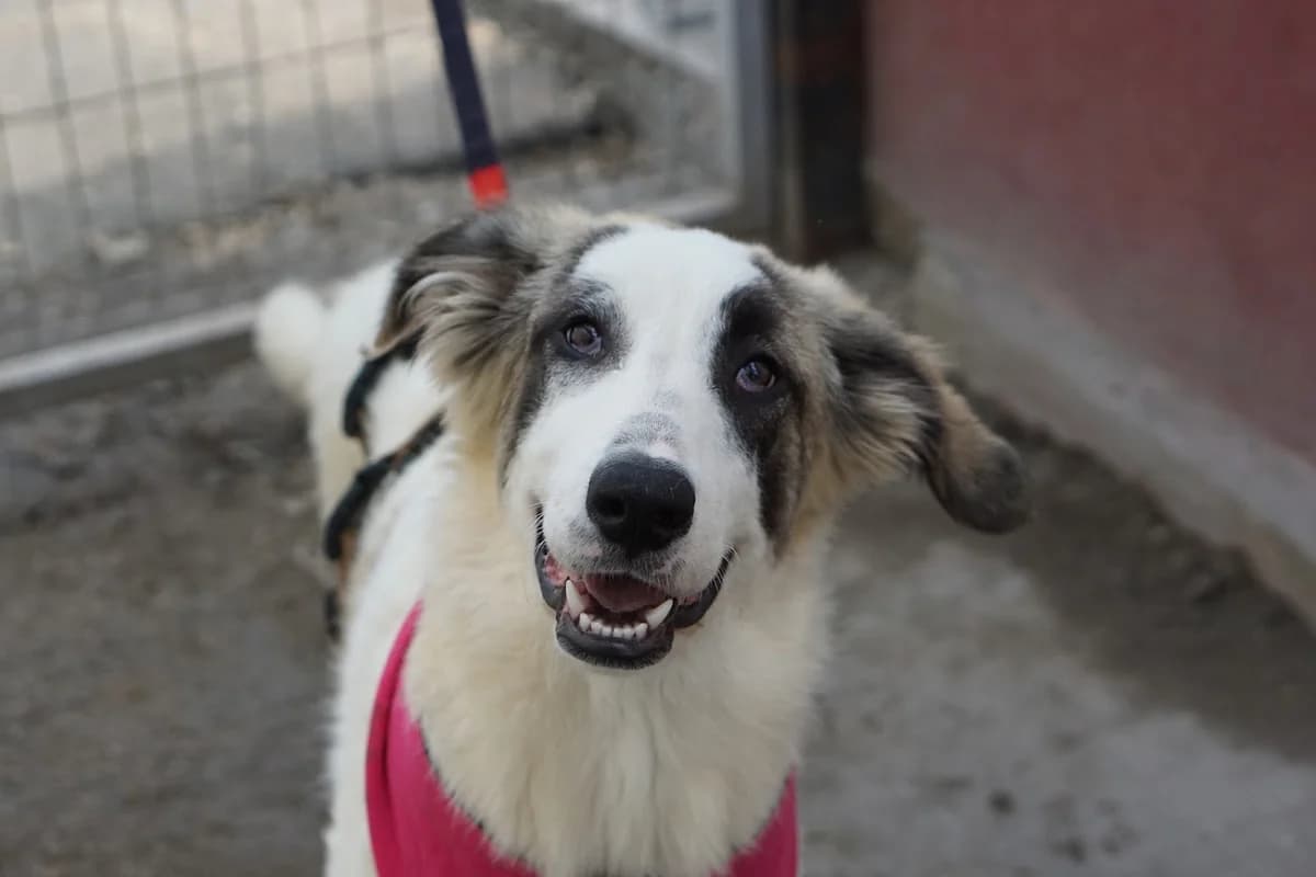 Laini, weiß female young Mixed Breed for adoption at Ein Herz für Streuner e.V., München